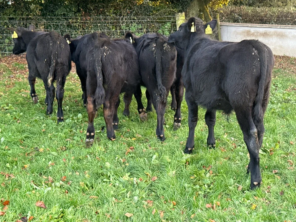 6 Aberdeen Angus Bull Weanlings - Image 3