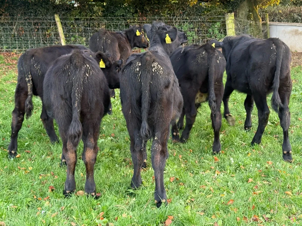 6 Aberdeen Angus Bull Weanlings - Image 4