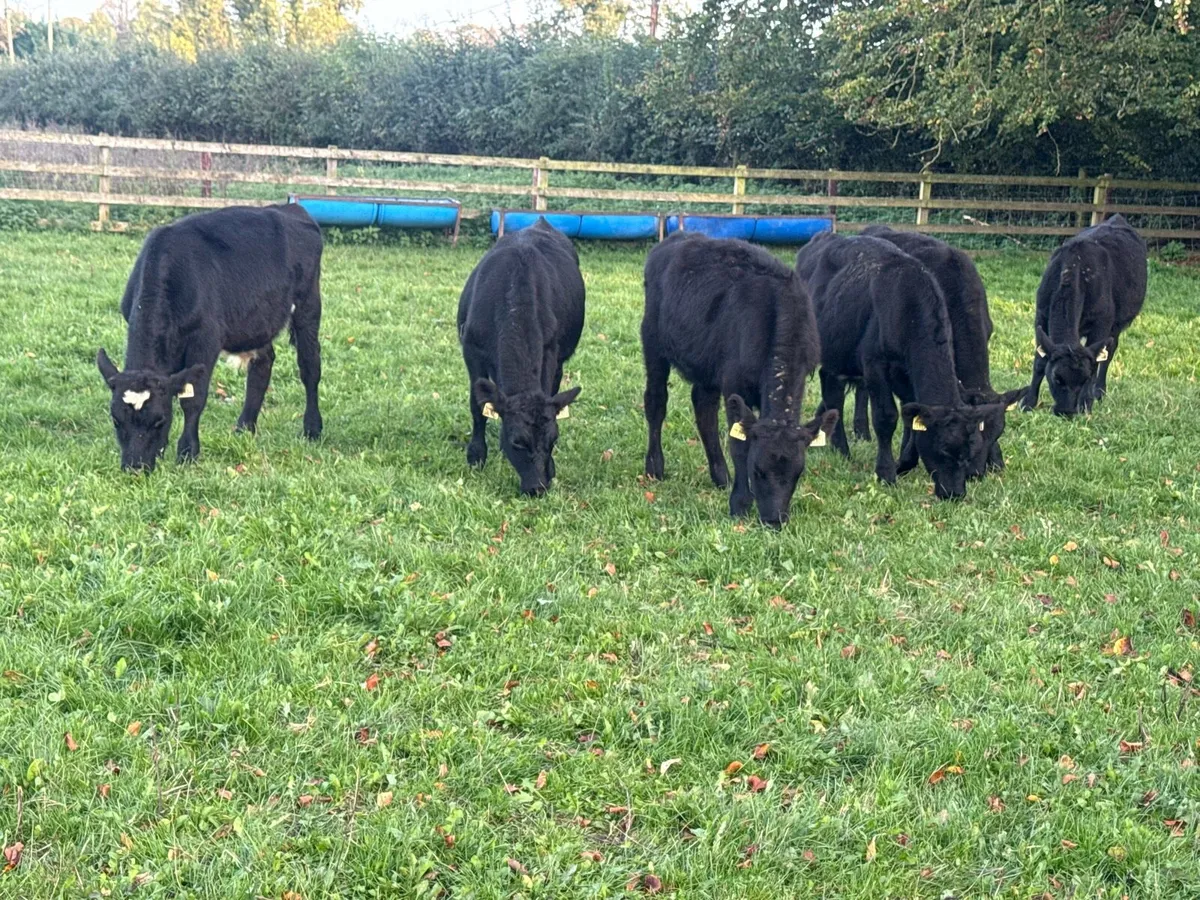 6 Aberdeen Angus Bull Weanlings - Image 2