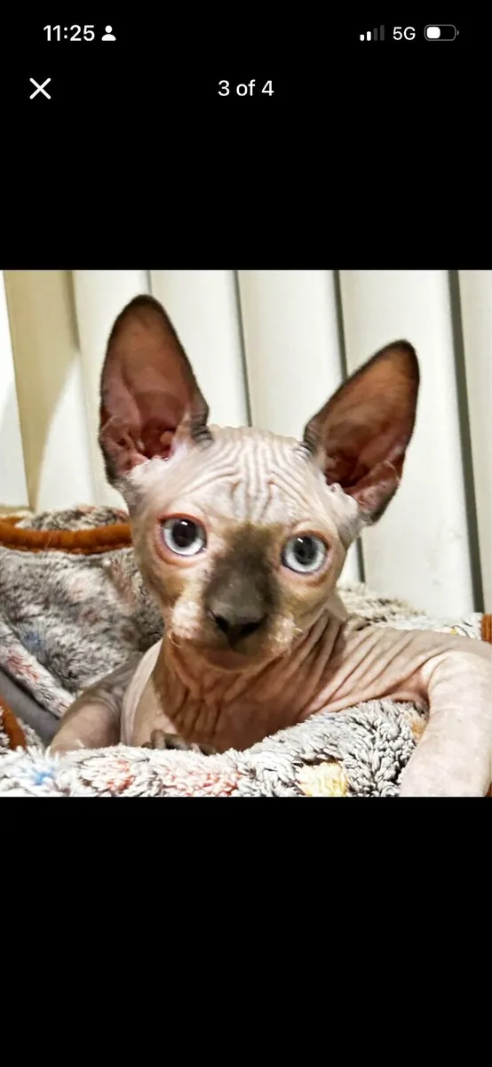 Cats - Image 2