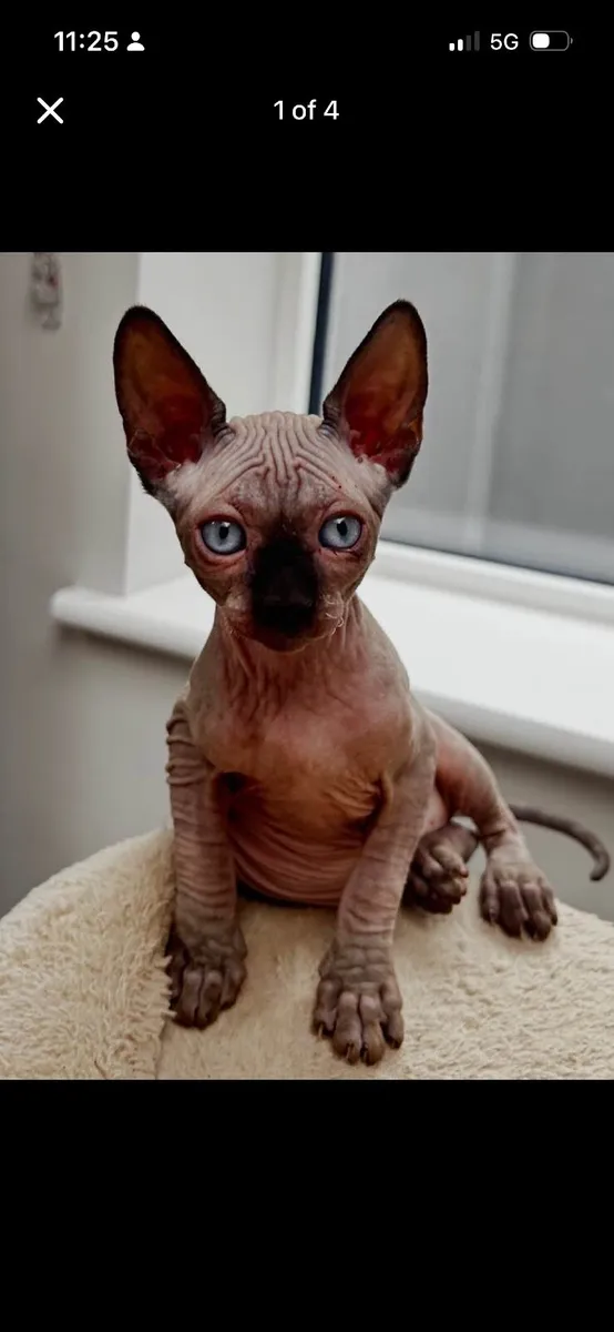 Cats - Image 1