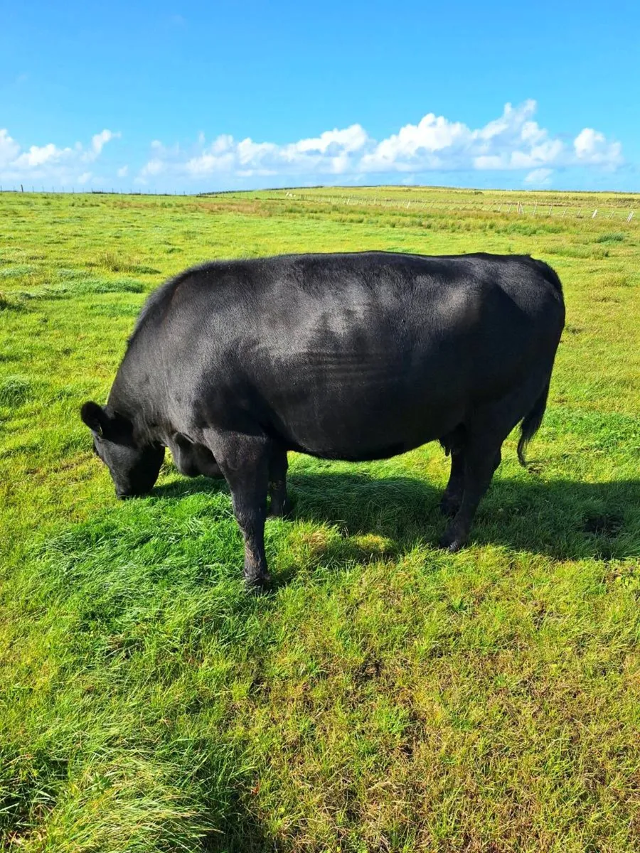 Pedigree angus cows - Image 1