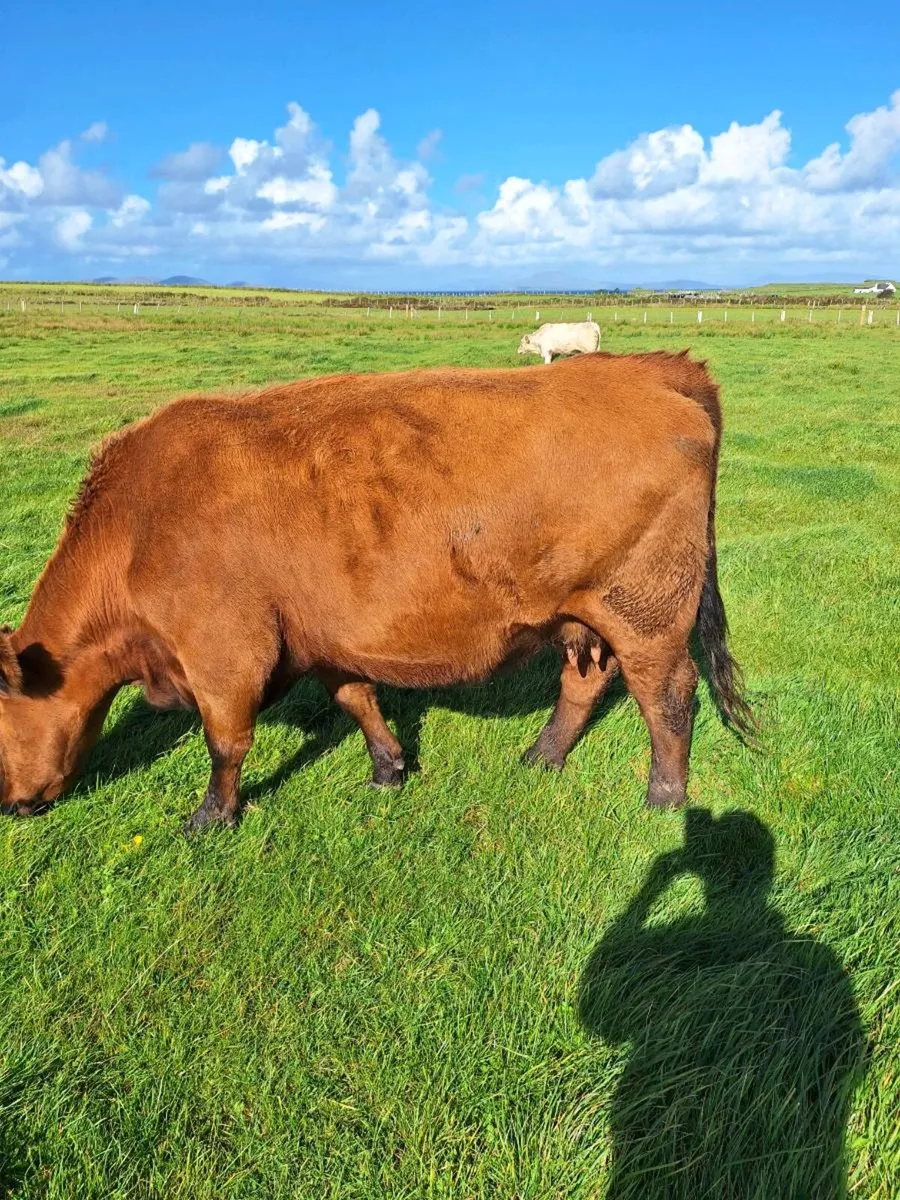 Pedigree angus cows - Image 4