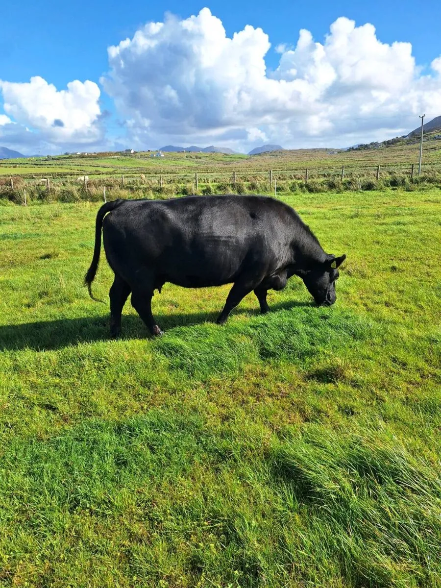 Pedigree angus cows - Image 2