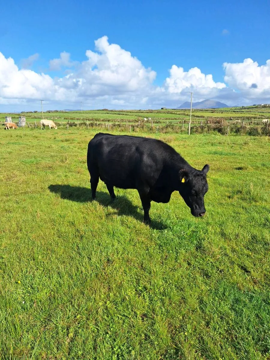 Pedigree angus cows - Image 3