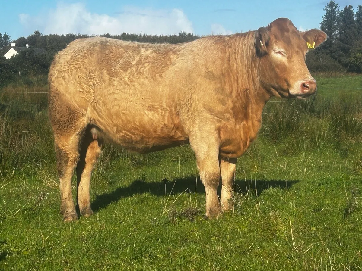 Three Super Golden Charolais In-Calf Heifers - Image 2