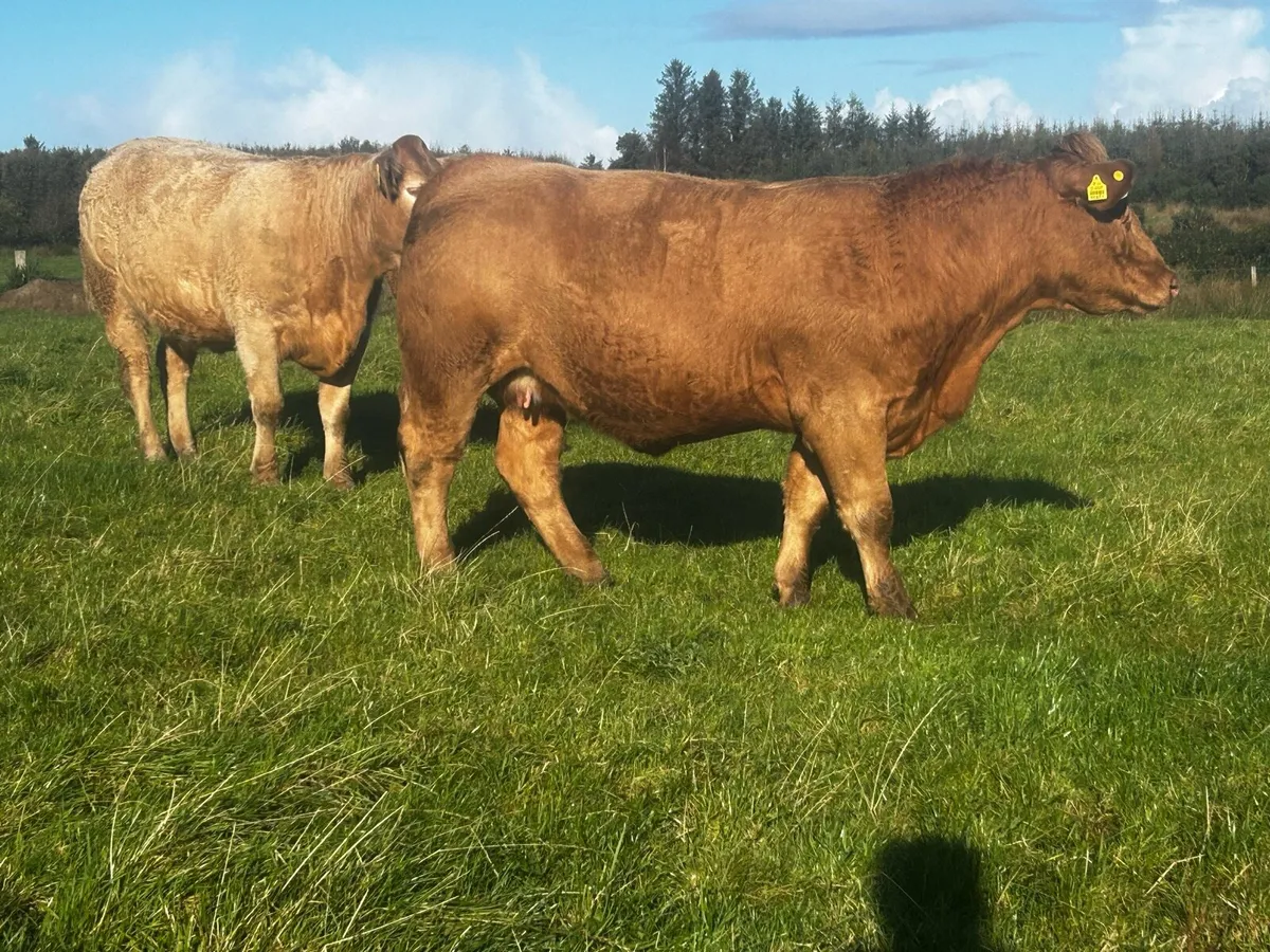 Three Super Golden Charolais In-Calf Heifers - Image 3