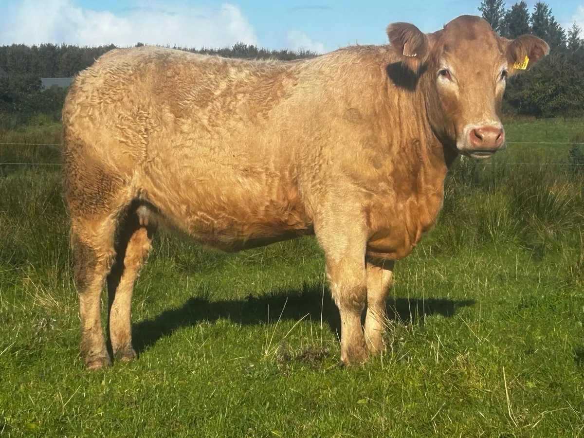 Three Super Golden Charolais In-Calf Heifers - Image 4