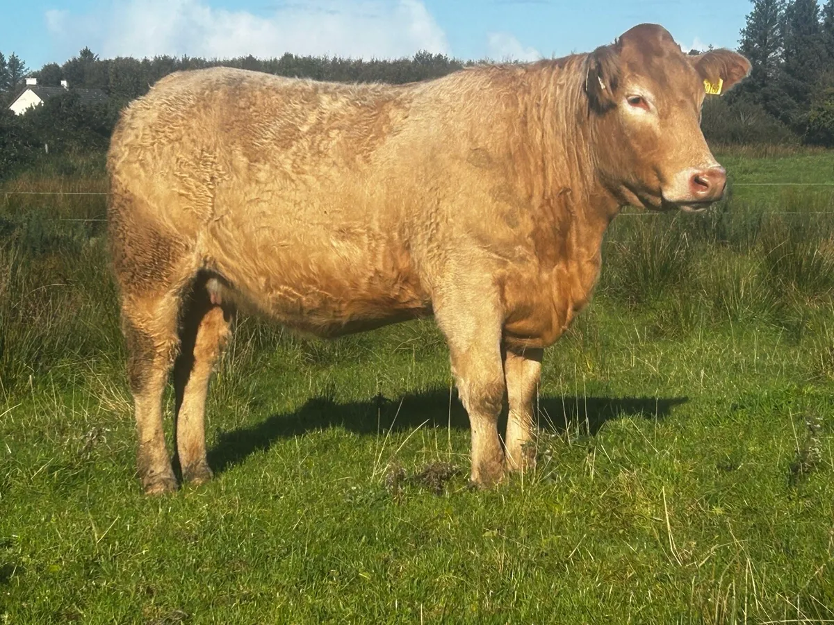 Three Super Golden Charolais In-Calf Heifers - Image 1