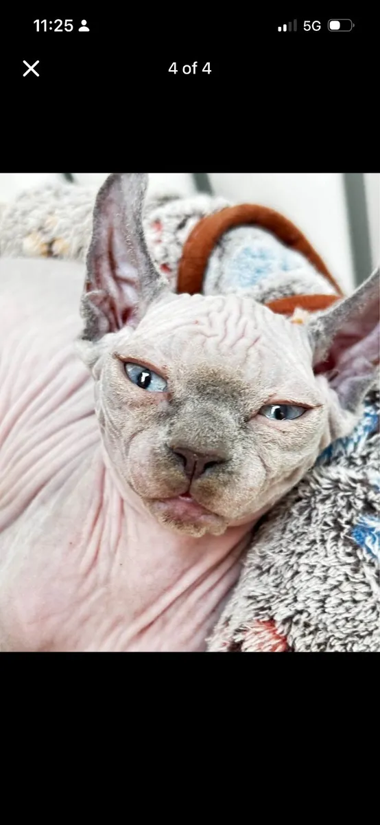 Cats - Image 4