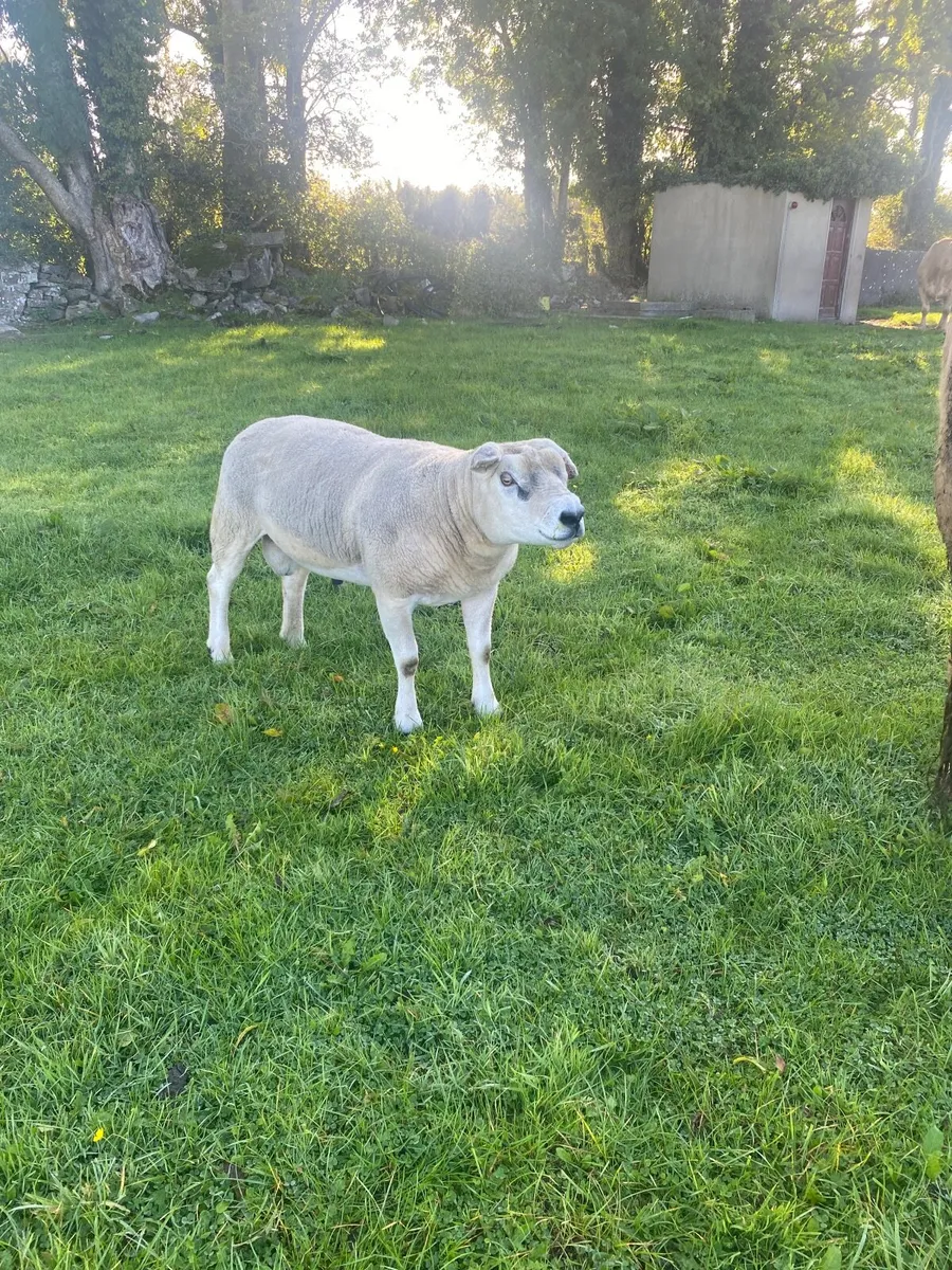 SIS 5  Star Pedigree Texel Ram - Image 1