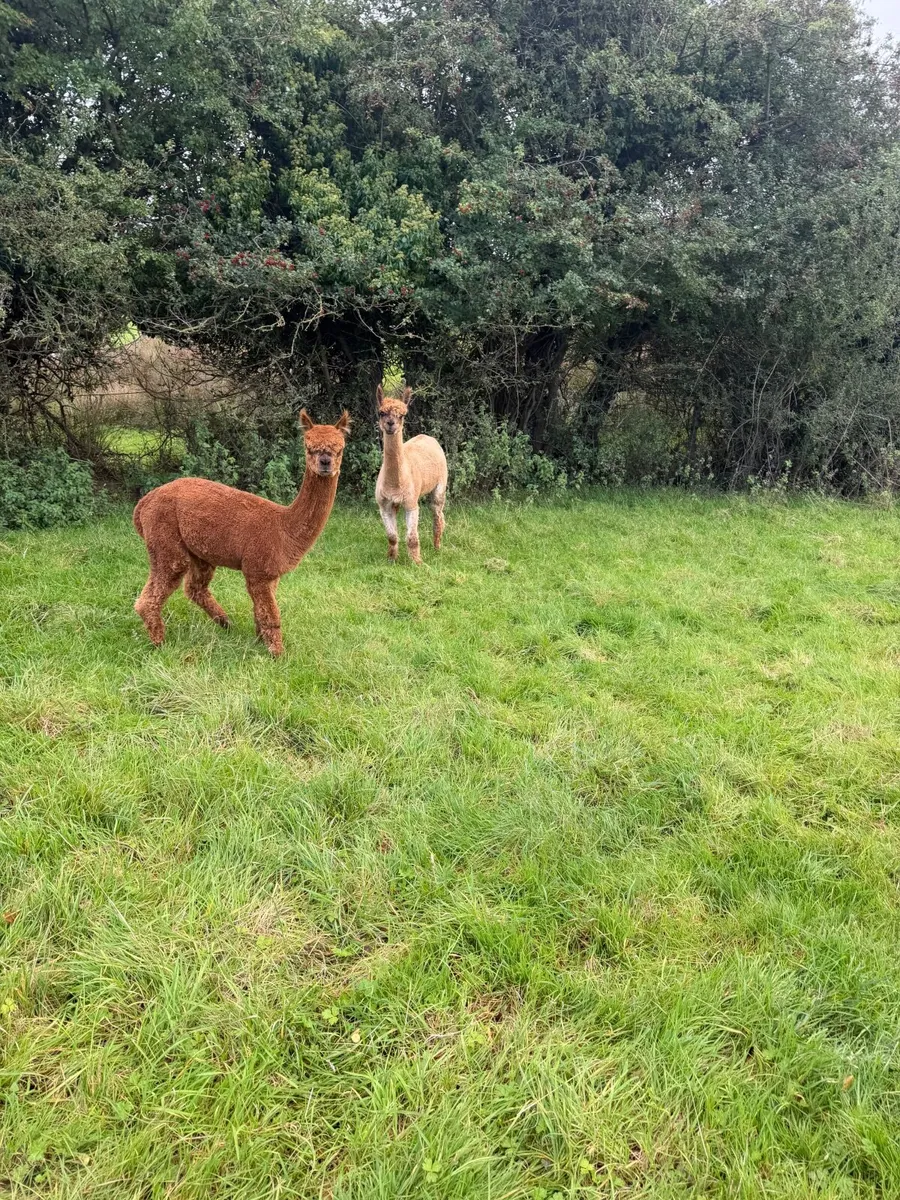 Alpaca - Image 1