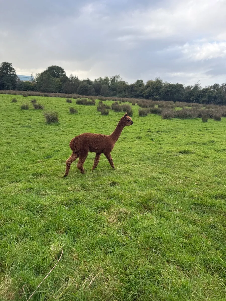 Alpaca - Image 2