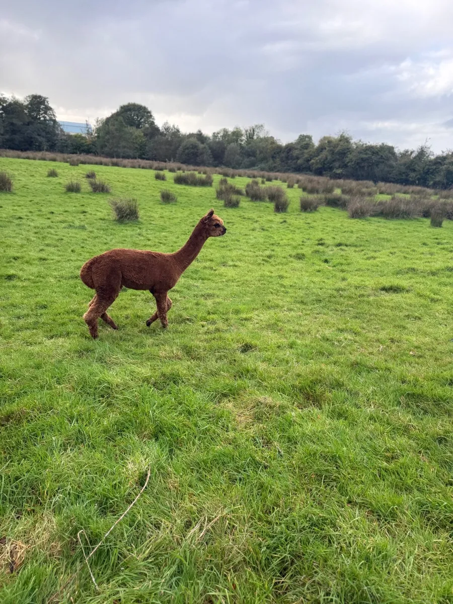 Alpaca - Image 3