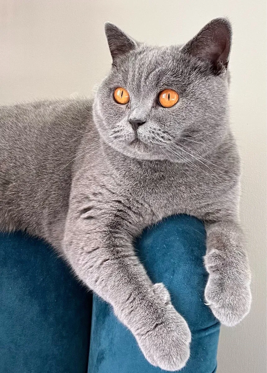Pedigree British Shorthair age 2 - Image 1