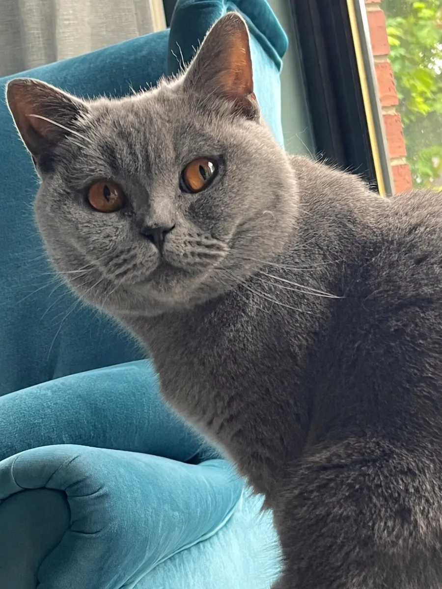 Pedigree British Shorthair age 2 - Image 2