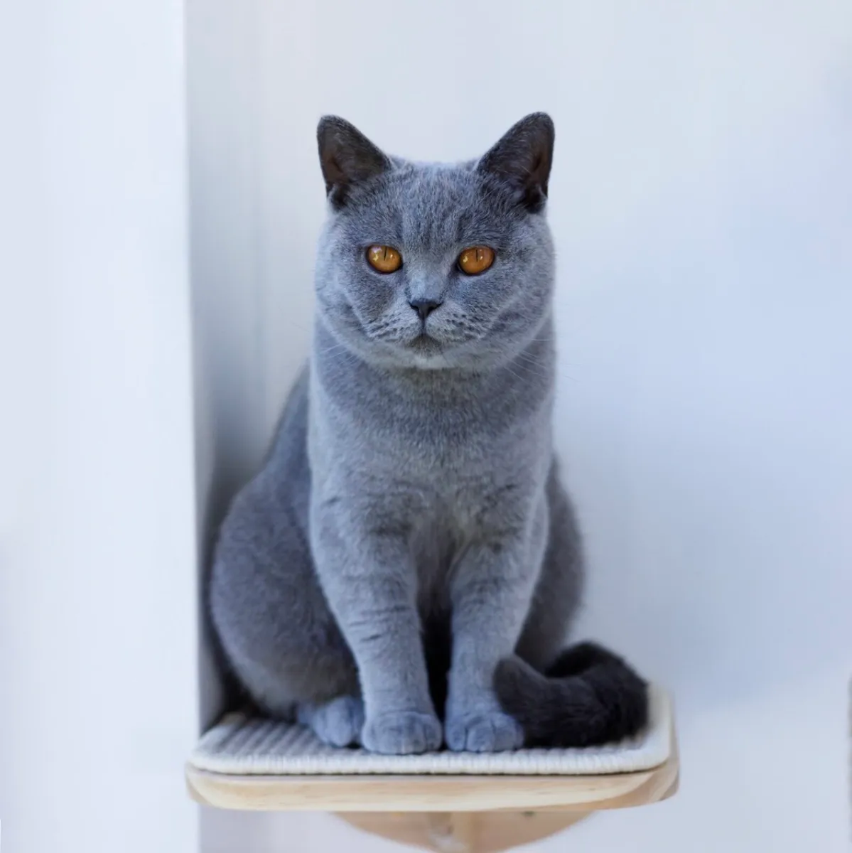 Pedigree British Shorthair age 2 - Image 3