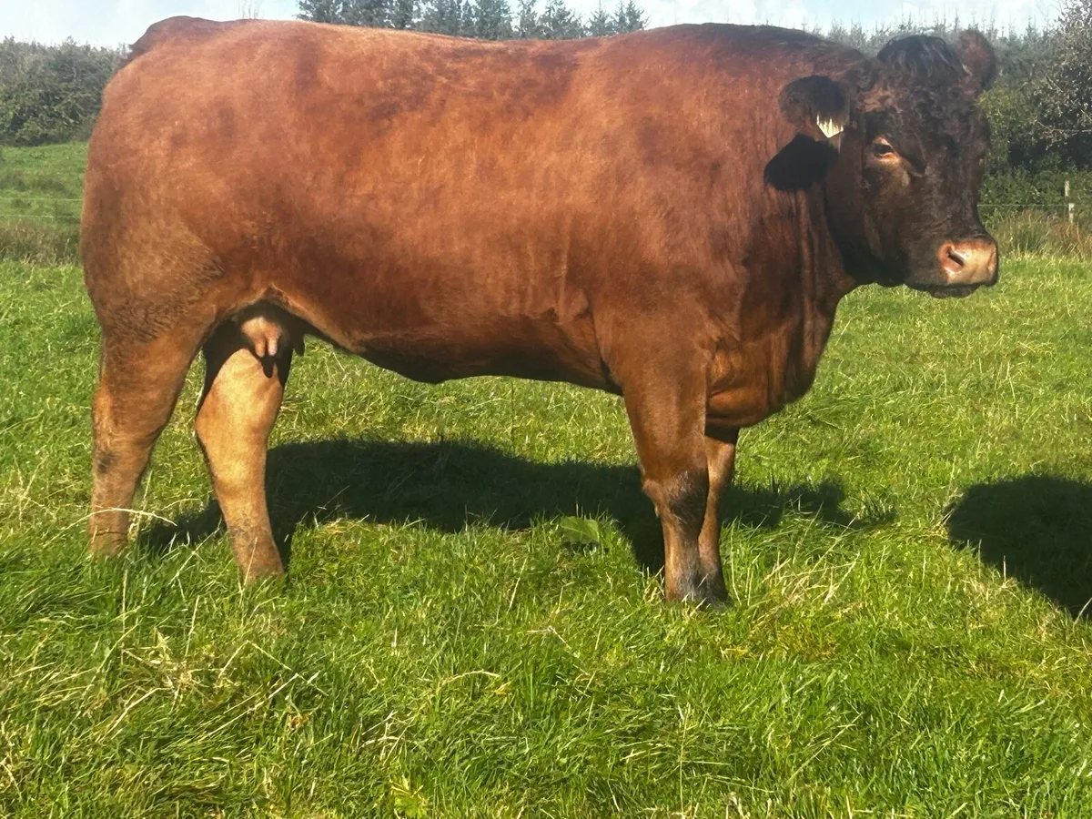 Super Red Limousin In-Calf Heifer - Image 2