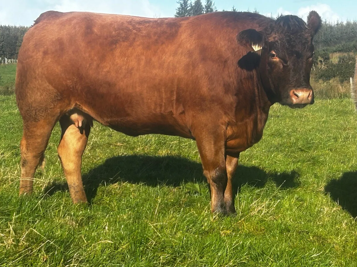 Super Red Limousin In-Calf Heifer - Image 4