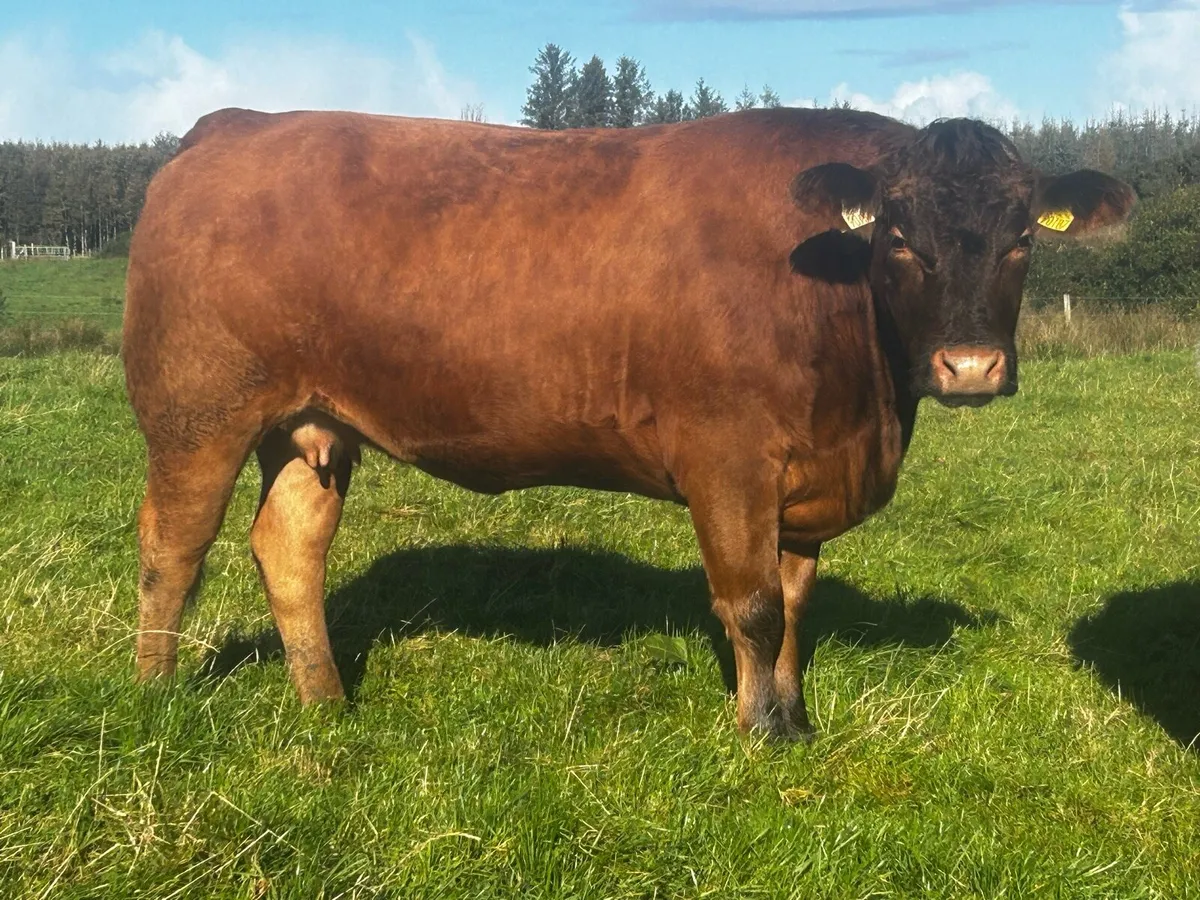 Super Red Limousin In-Calf Heifer - Image 3