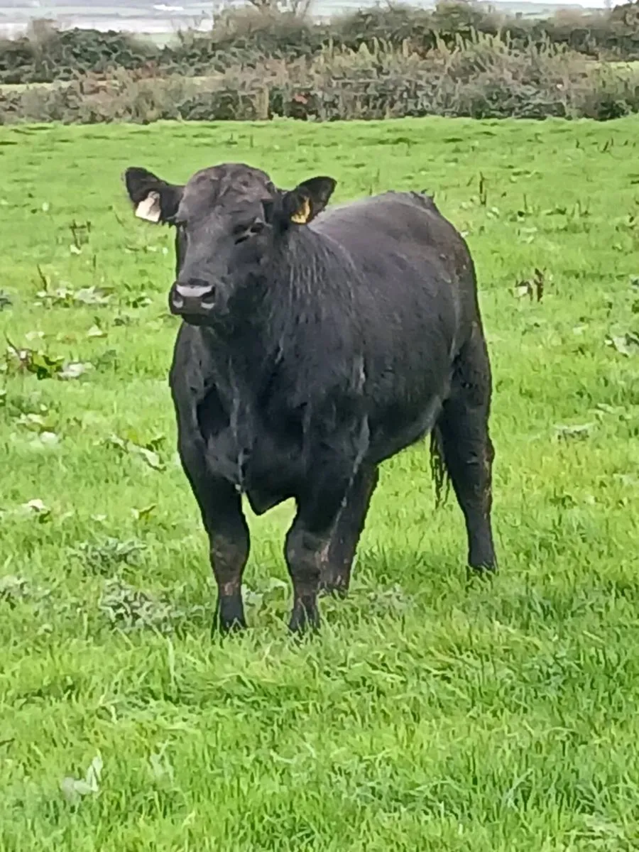 Pb Angus bulls - Image 1