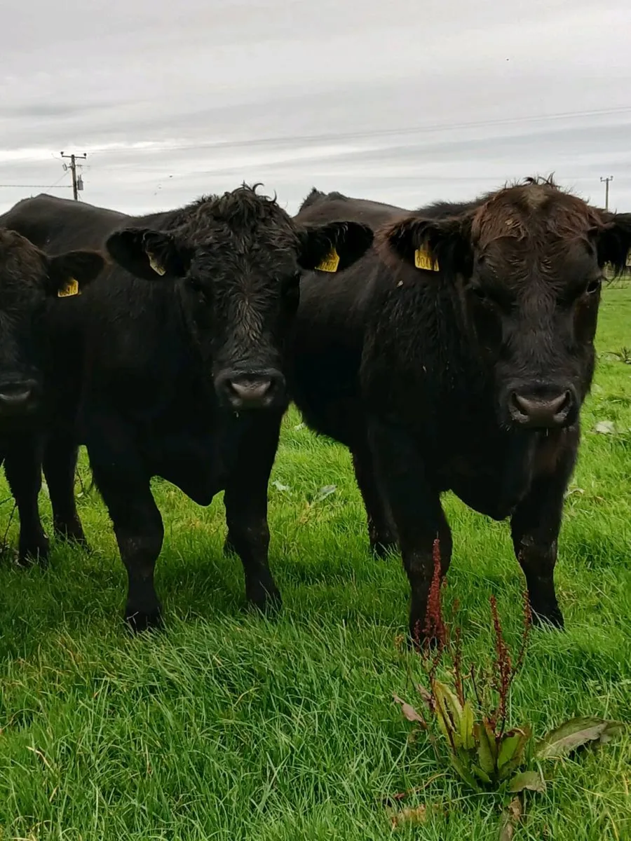 Pb Angus bulls - Image 2