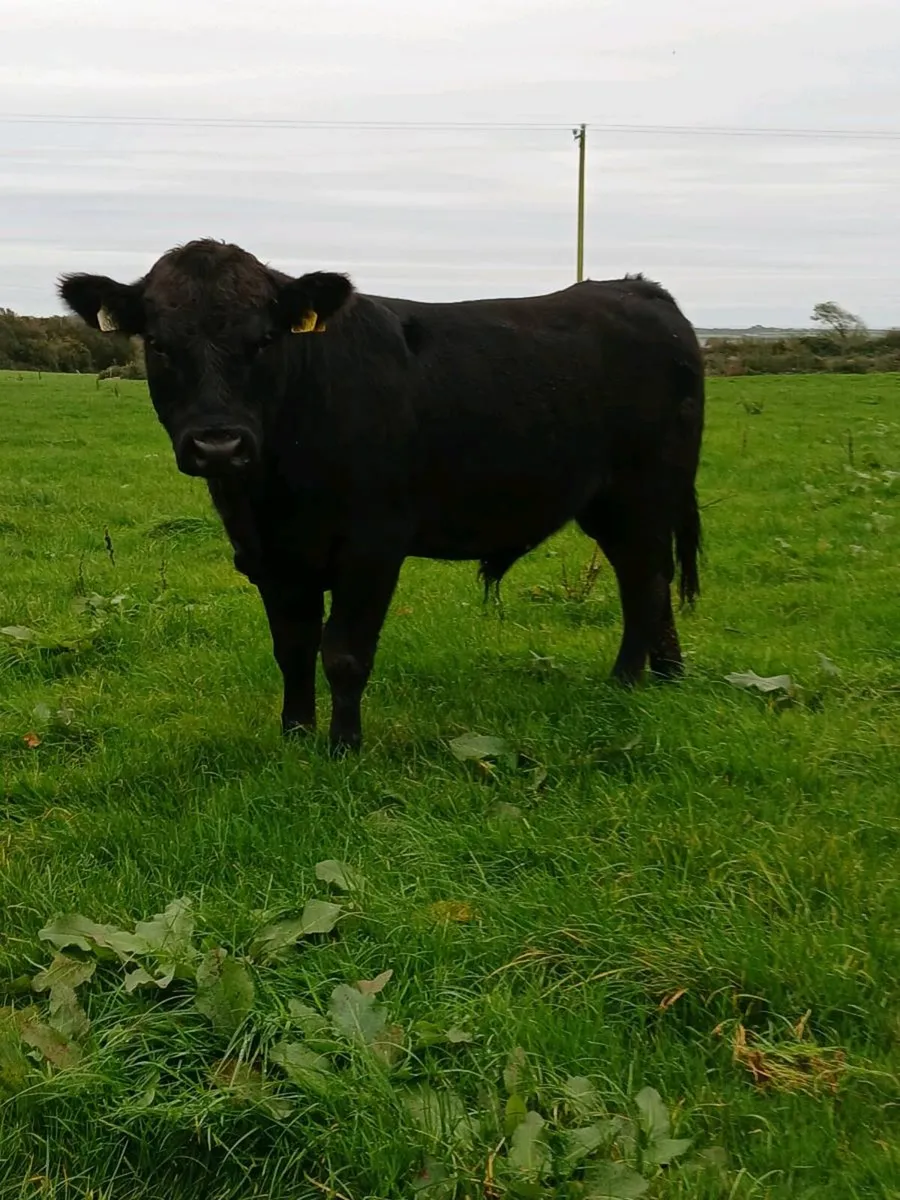 Pb Angus bulls - Image 3