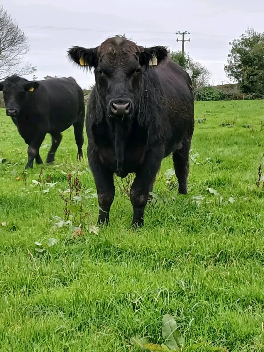 Pb Angus bulls - Image 4