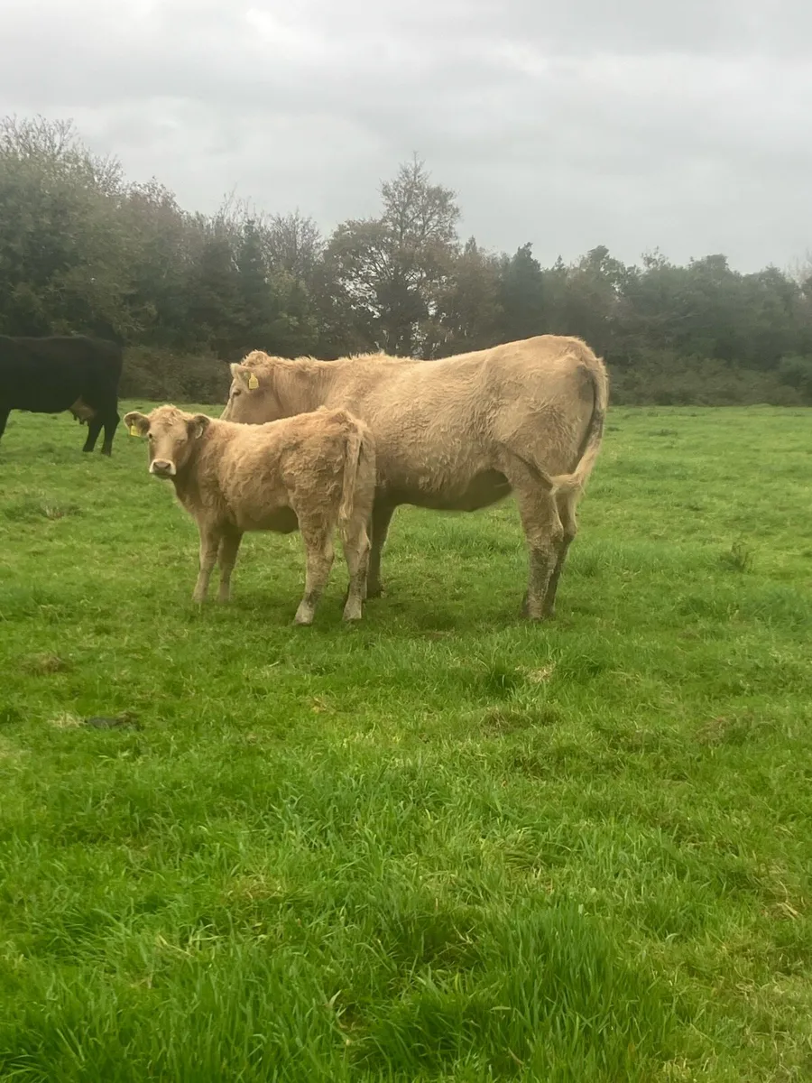 Weanlings - Image 2