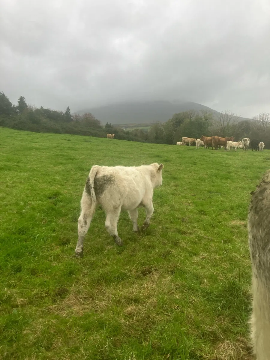 Weanlings - Image 4