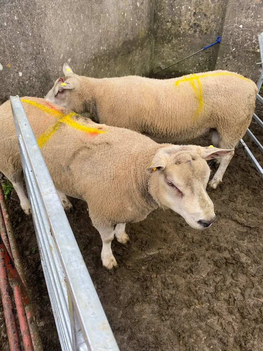 2  CharTex  Rams for sale - Image 1