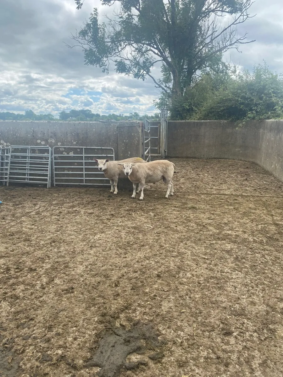 2  CharTex  Rams for sale - Image 2
