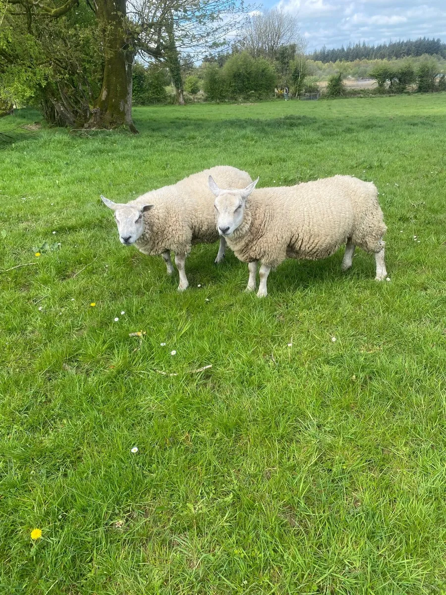 2  CharTex  Rams for sale - Image 3