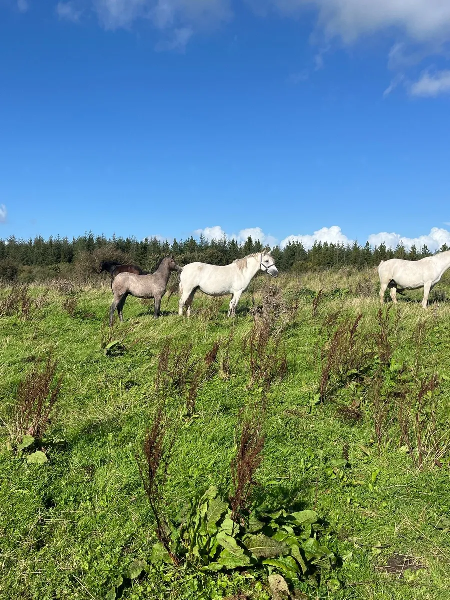 Connemara Mare in foal and filly foal at foot - Image 2