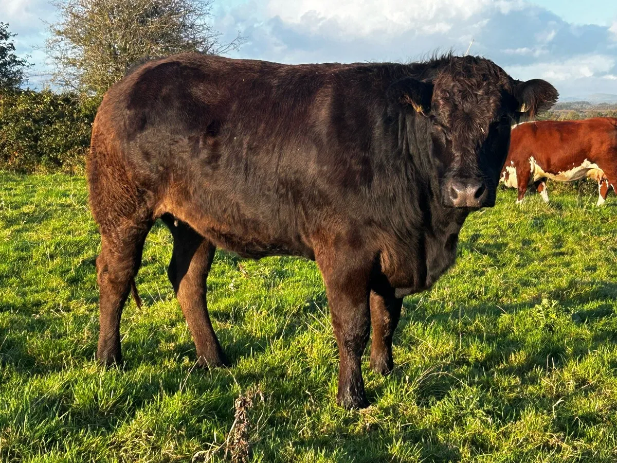 Super Black Limousin In-Calf Heifer - Image 1