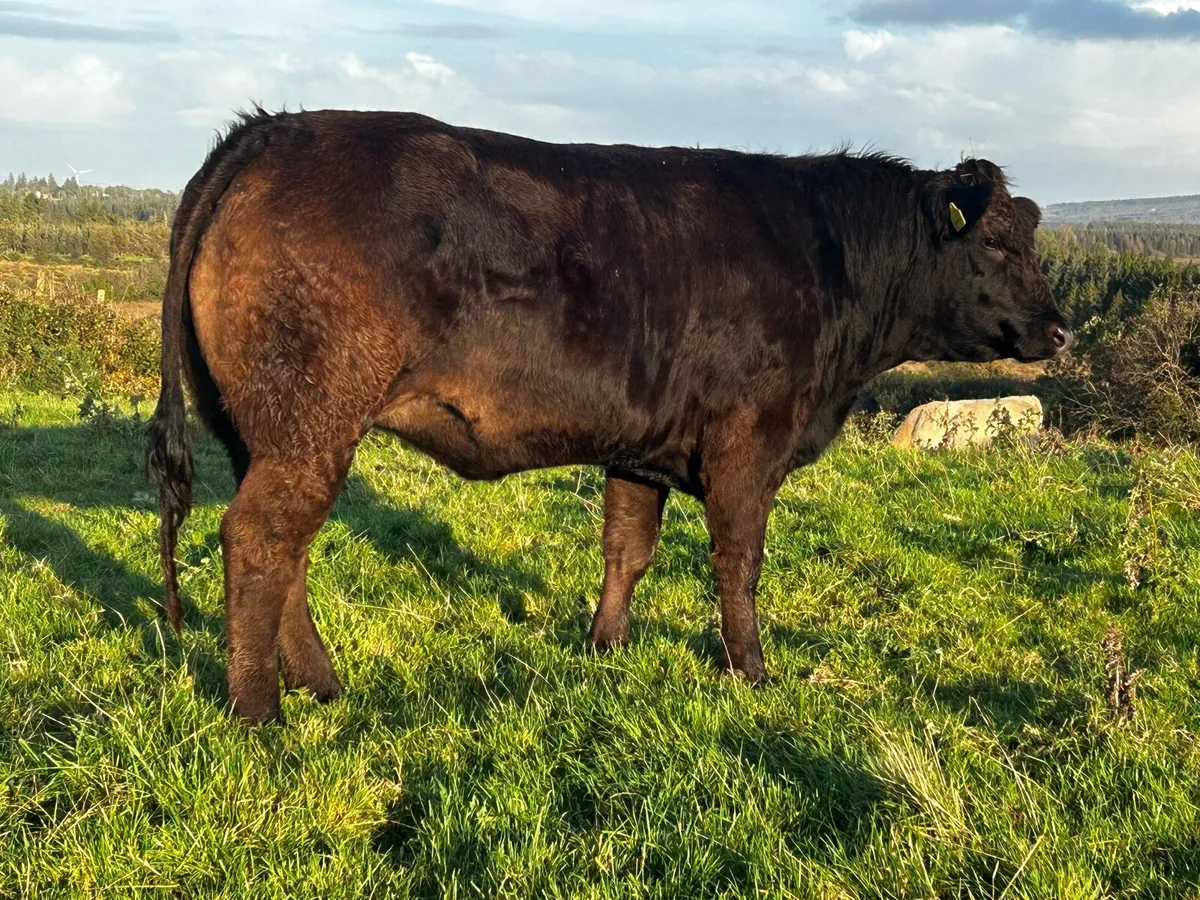 Super Black Limousin In-Calf Heifer - Image 2