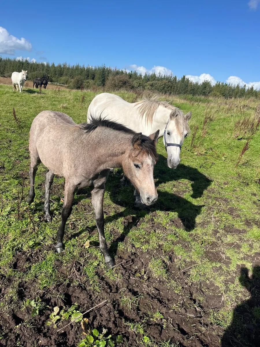 Connemara Mare in foal and filly foal at foot - Image 3