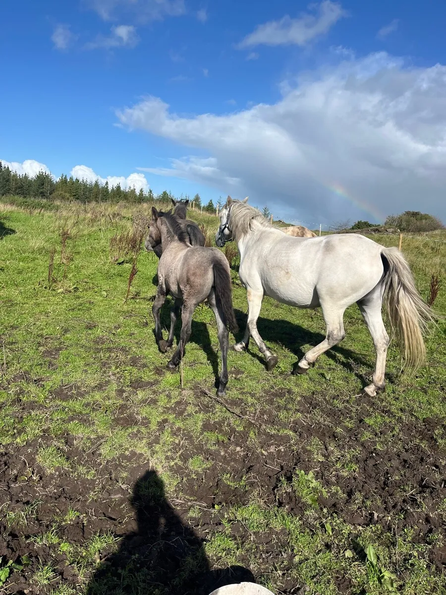 Connemara Mare in foal and filly foal at foot - Image 4
