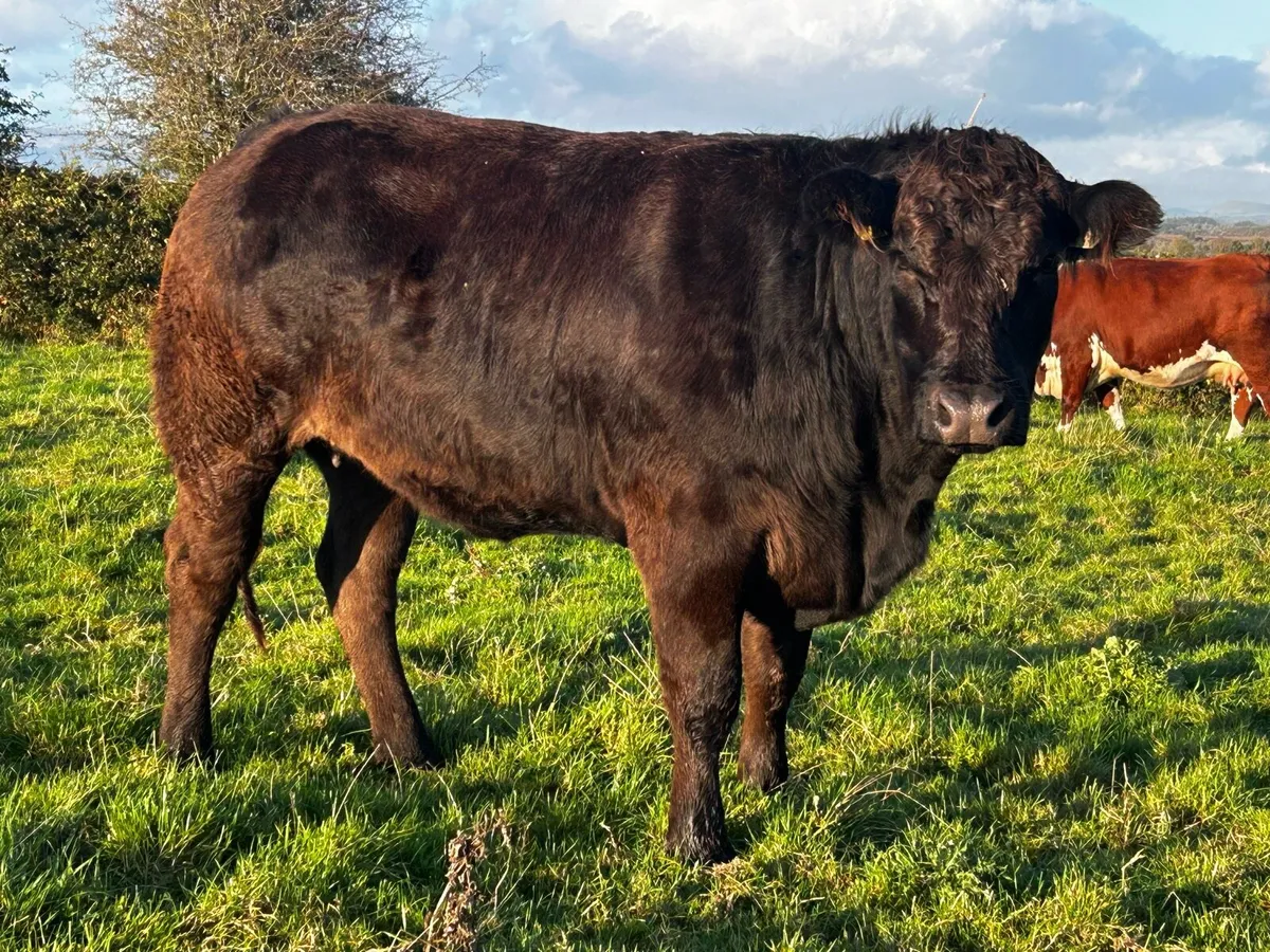 Super Black Limousin In-Calf Heifer - Image 3