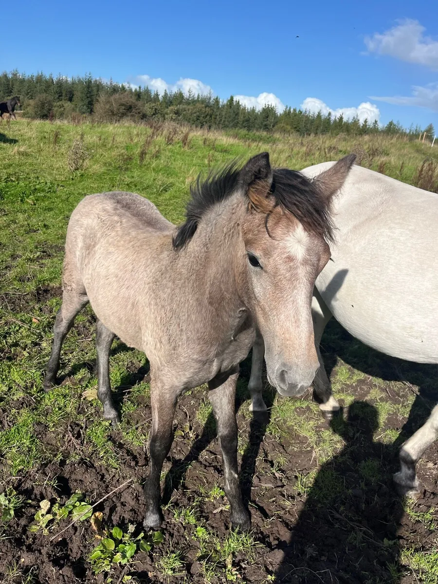 Connemara Mare in foal and filly foal at foot - Image 1
