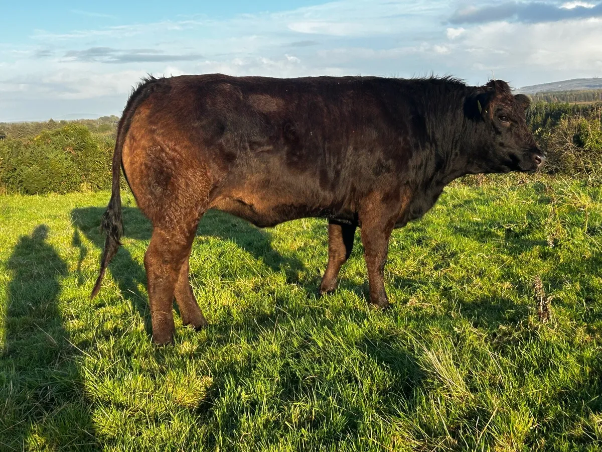 Super Black Limousin In-Calf Heifer - Image 4