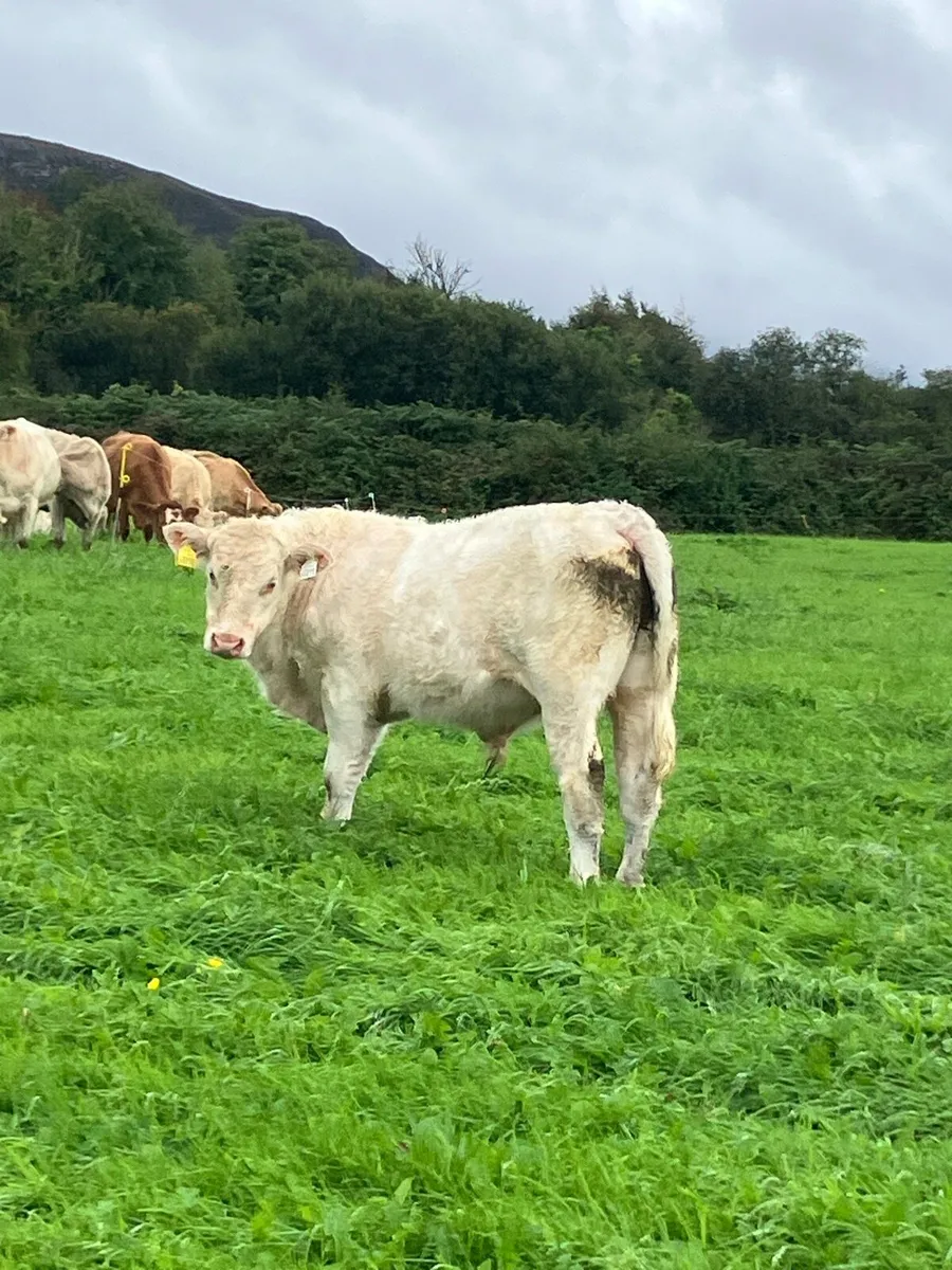 Weanlings - Image 1