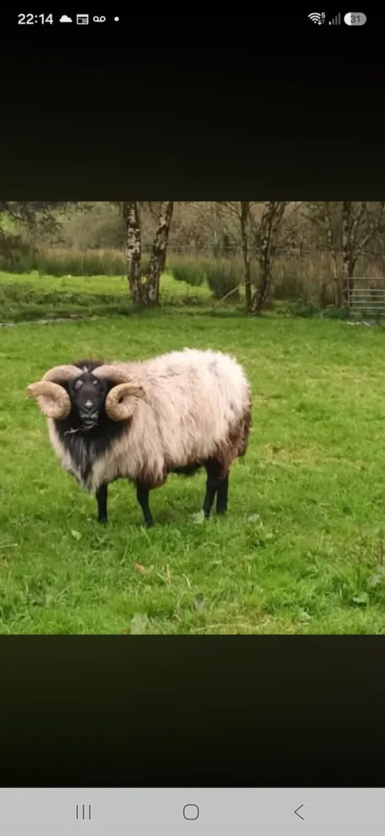 Sis Hardy rams
