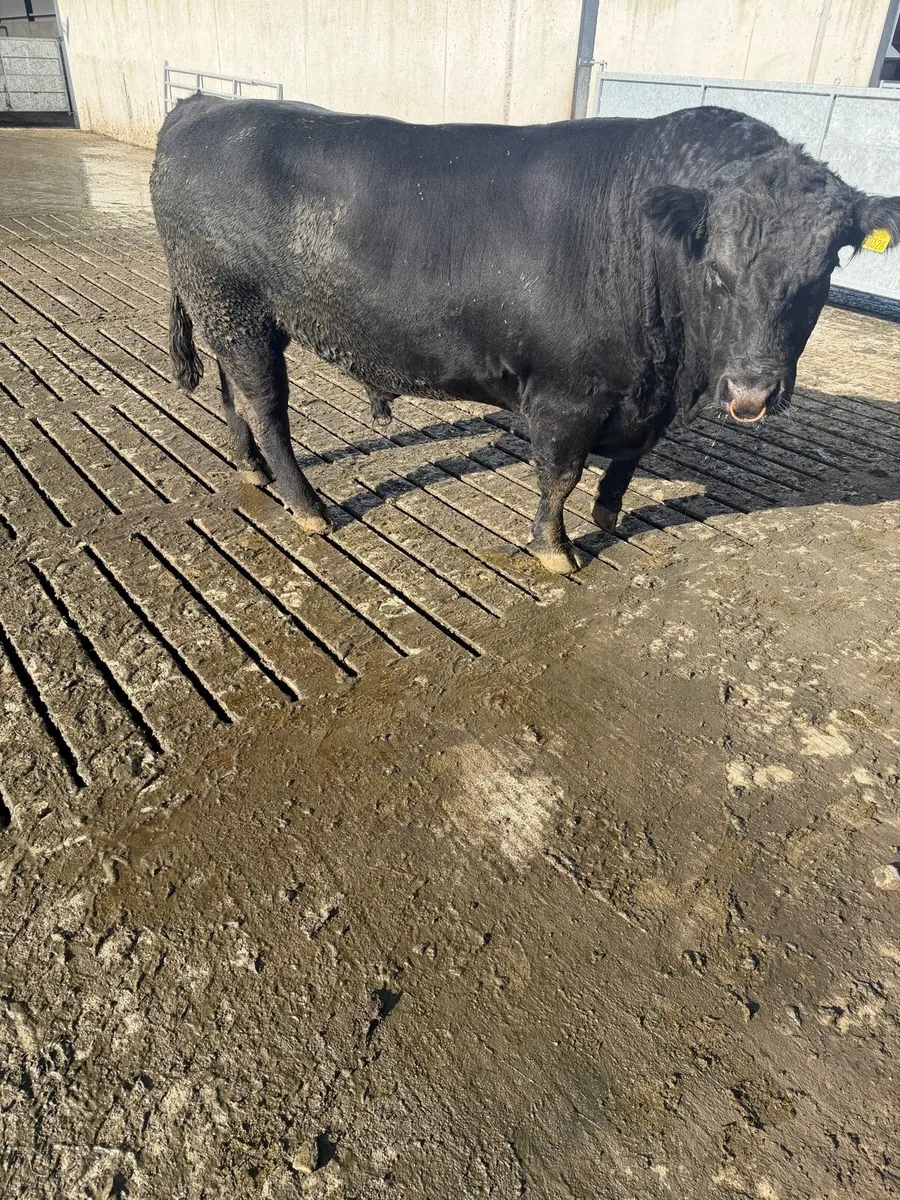 Angus bull - Image 1