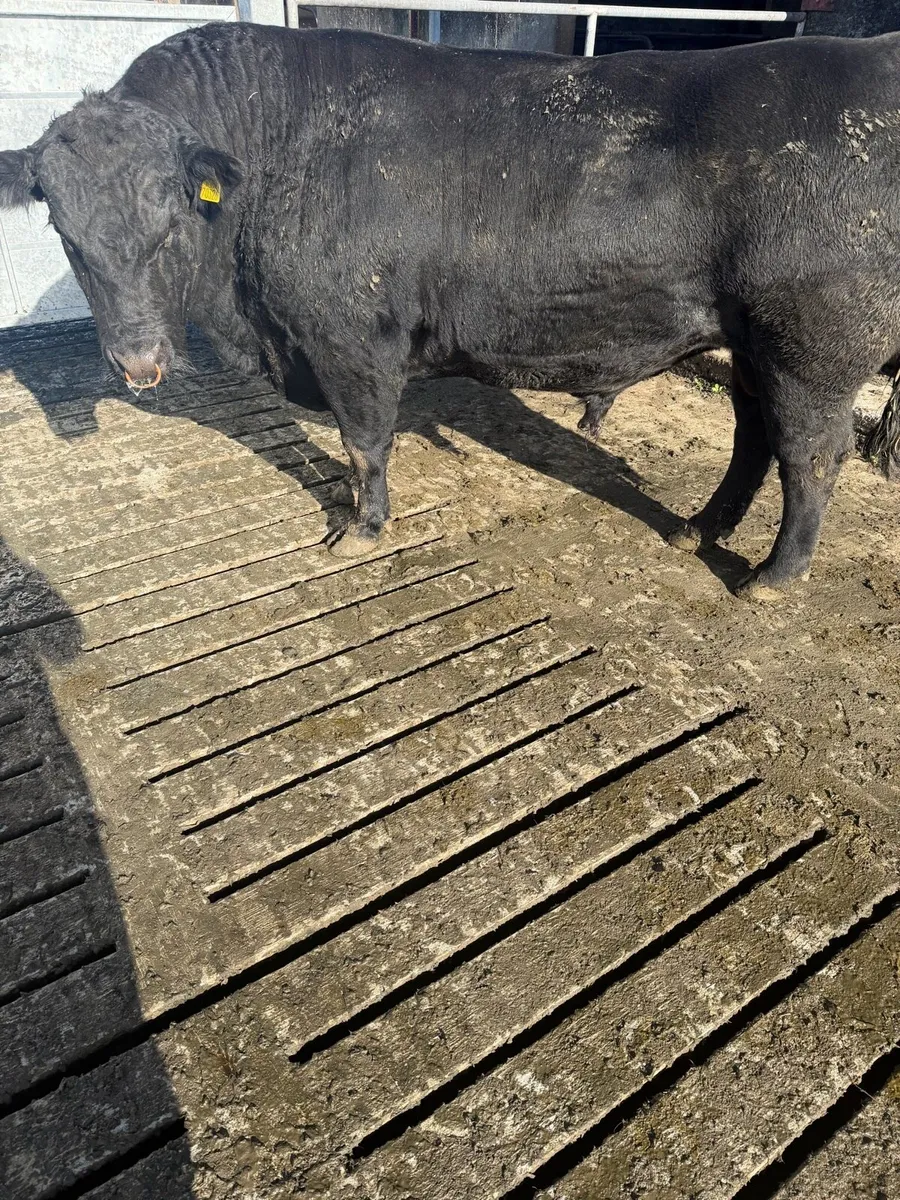 Angus bull - Image 2