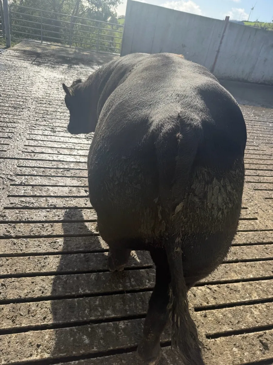 Angus bull - Image 3