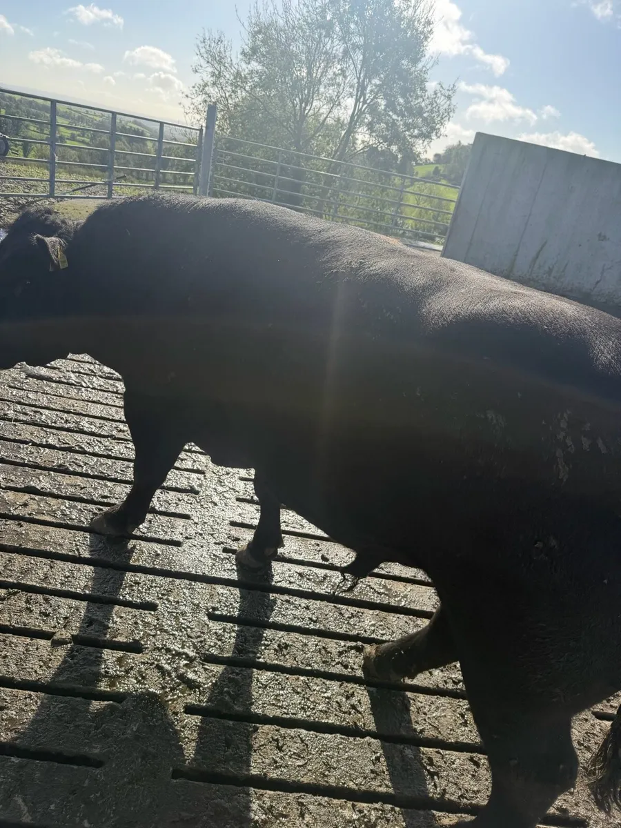 Angus bull - Image 4