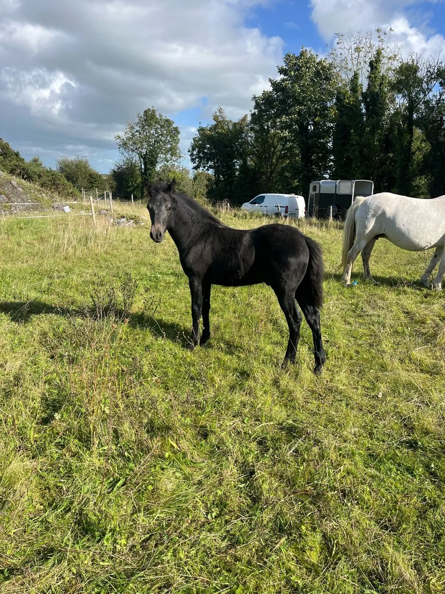 Colt foal (Rocklawn Hercules) - Image 1