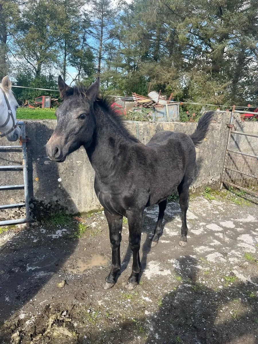 Colt foal (Rocklawn Hercules) - Image 2