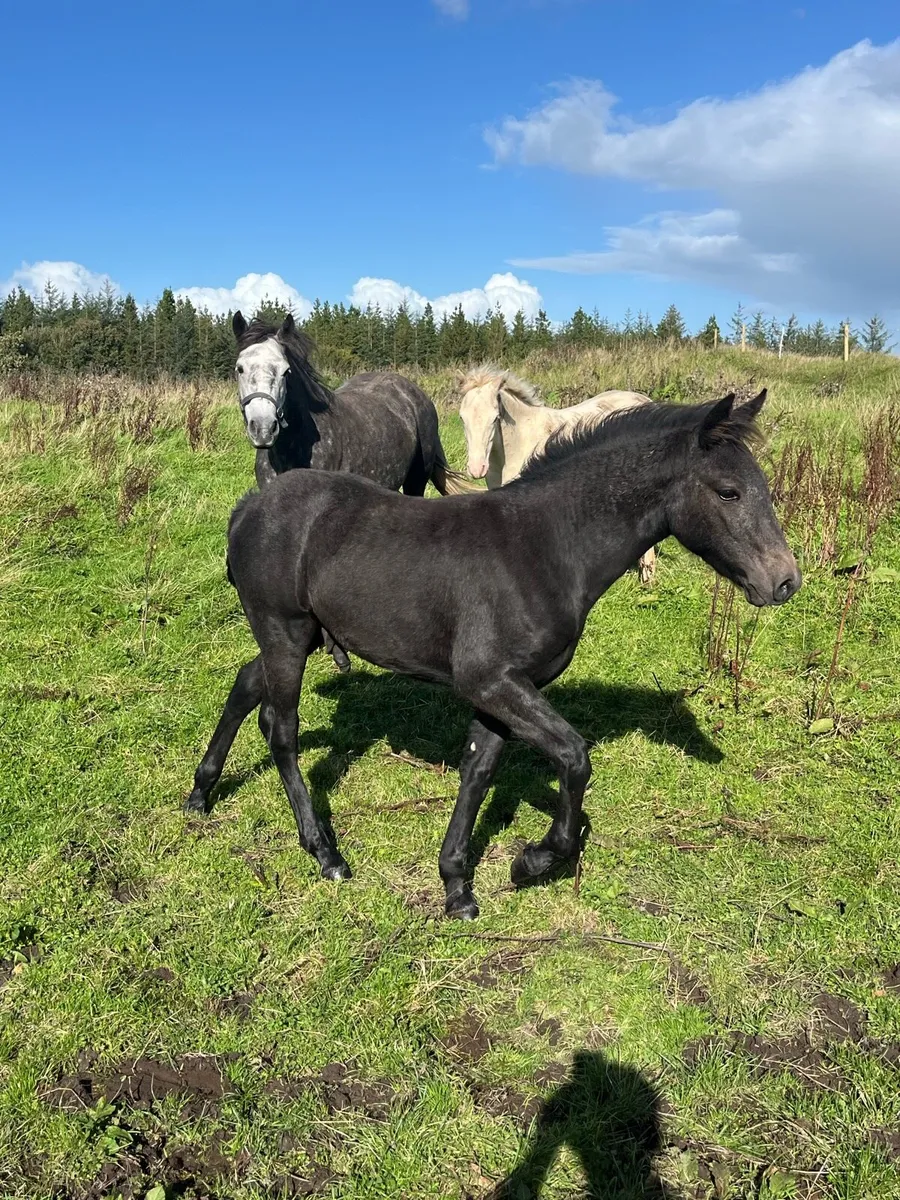 Colt foal (Rocklawn Hercules) - Image 4